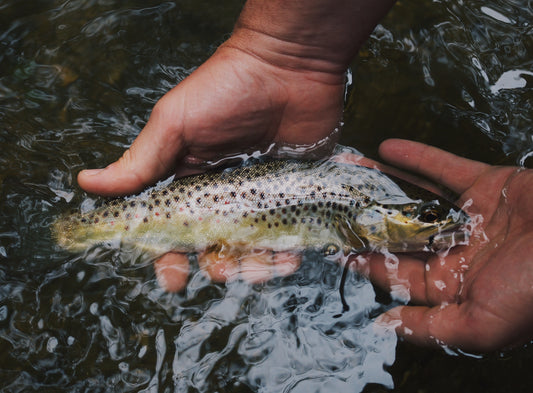 fly fishing colorado