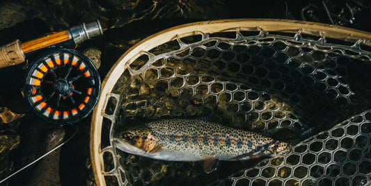 10 Best Trout Flies for Your Next Fishing Adventure